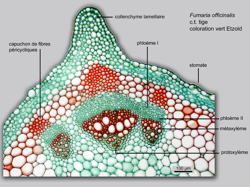 Fumaria officinalis histologie, histology. #22026