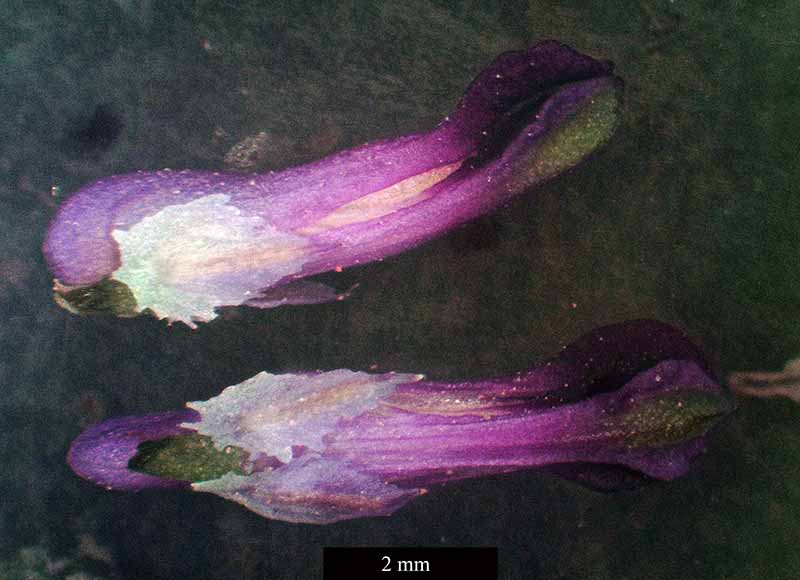 Fumaria officinalis #49904