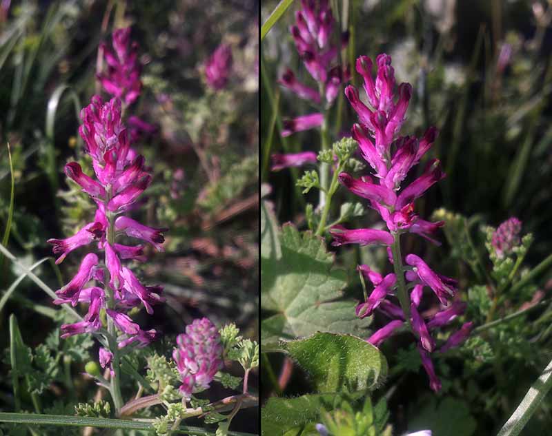 Fumaria officinalis #49903
