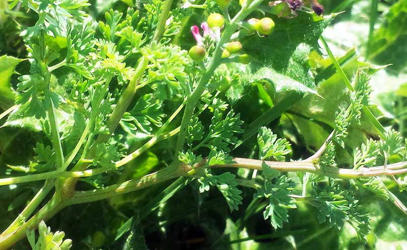 Fumaria officinalis #49902