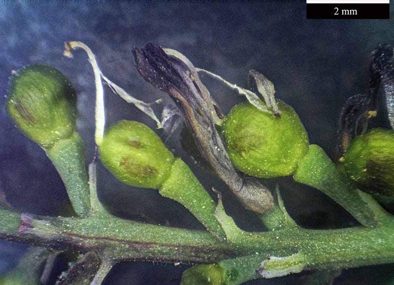 Fumaria officinalis #49906
