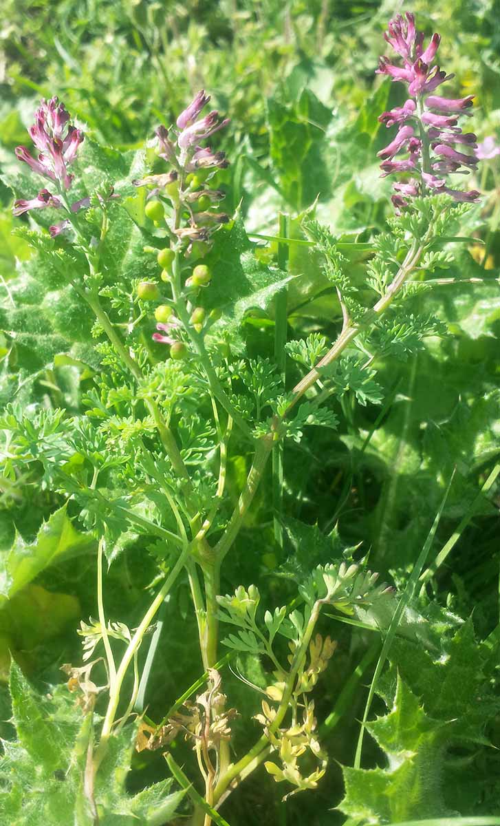 Fumaria officinalis #49901