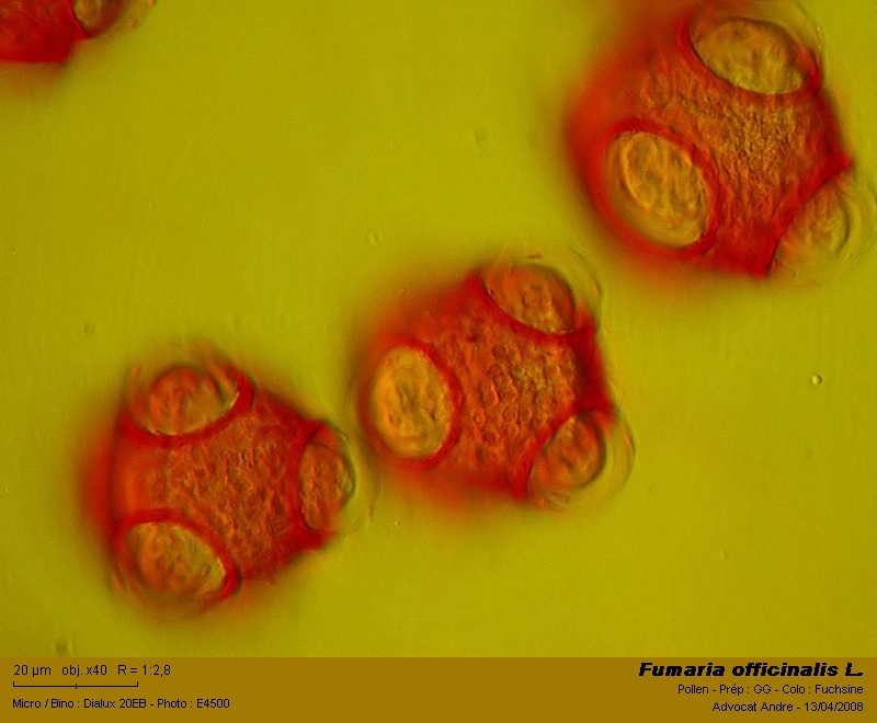 Fumaria officinalis L. (Fumeterre, Erdrauch) #3319