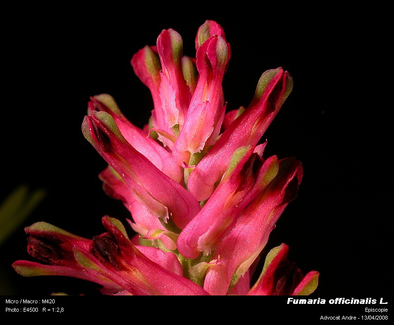 Fumaria officinalis L. (Fumeterre, Erdrauch) #3317