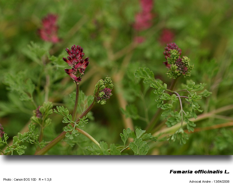 Fumaria officinalis L. (Fumeterre, Erdrauch) #3316