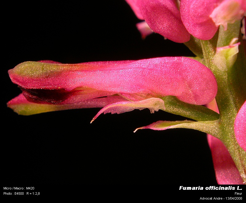 Fumaria officinalis L. (Fumeterre, Erdrauch) #3318