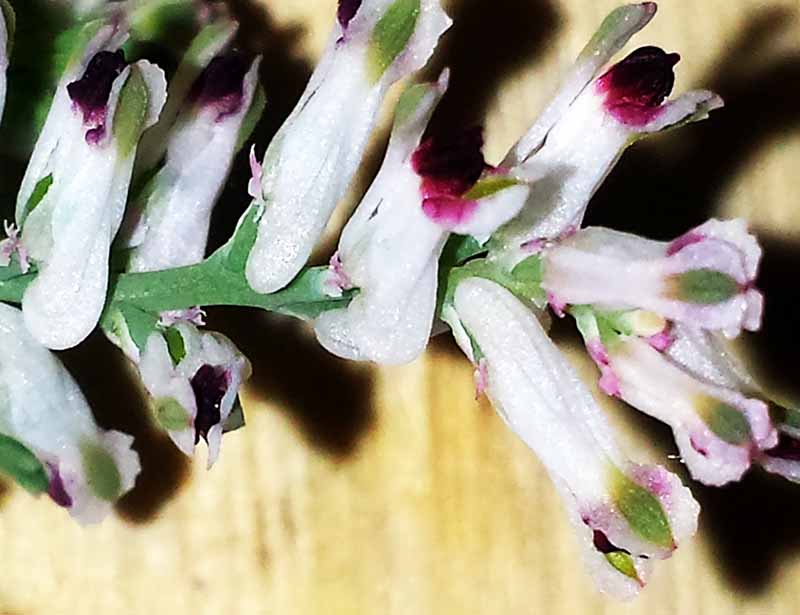 Fumaria parviflora #49928