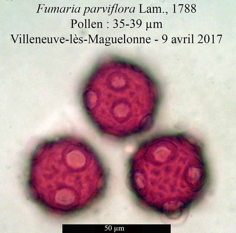 Fumaria parviflora #49933