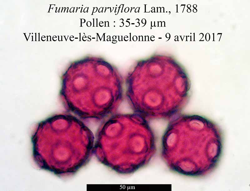 Fumaria parviflora #49932