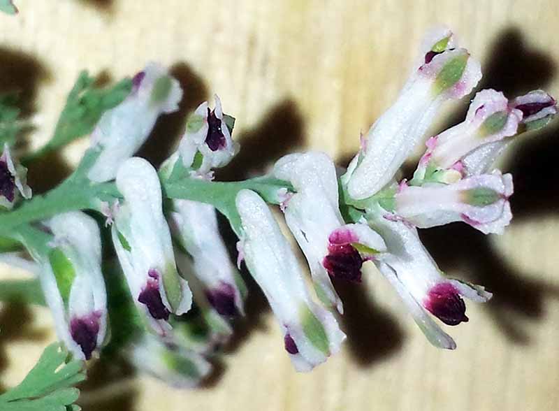 Fumaria parviflora #49927