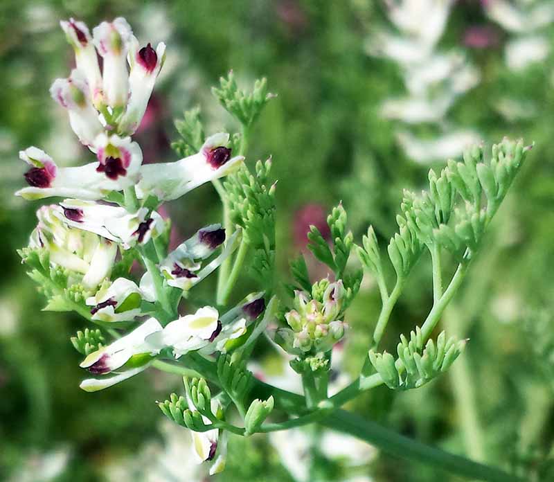 Fumaria parviflora #49925