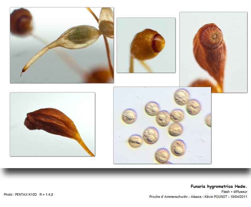 Funaria hygrometrica Hedw. #21721
