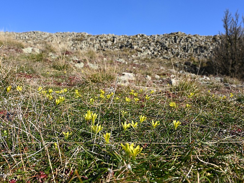 Gagea bohemica (Zauschn.) Schult. & Schult.f. #57902