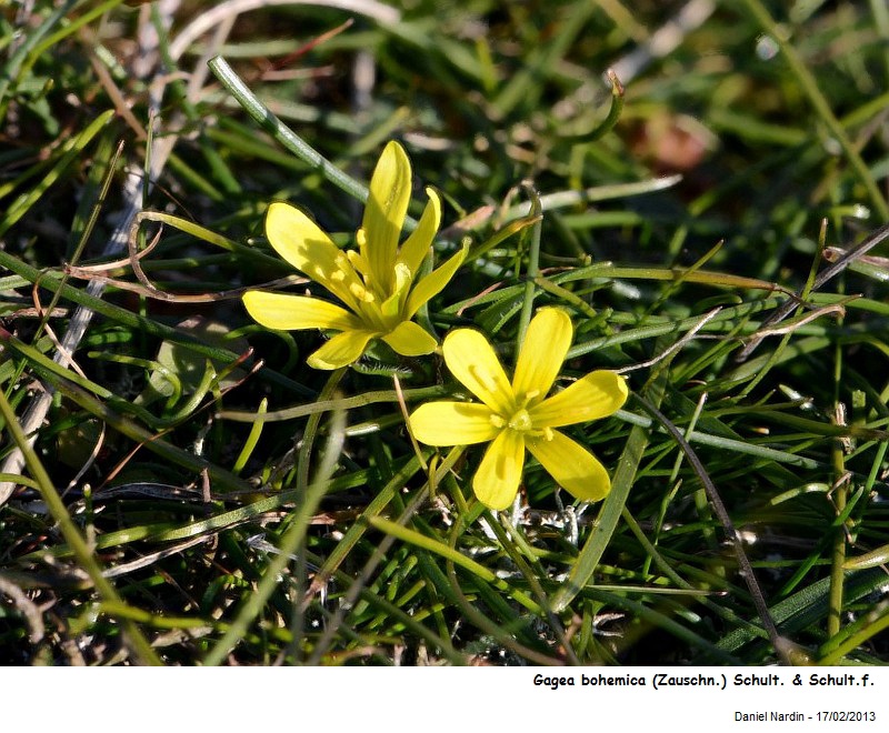 Gagea bohemica (Zauschn.) Schult. & Schult.f. #29997