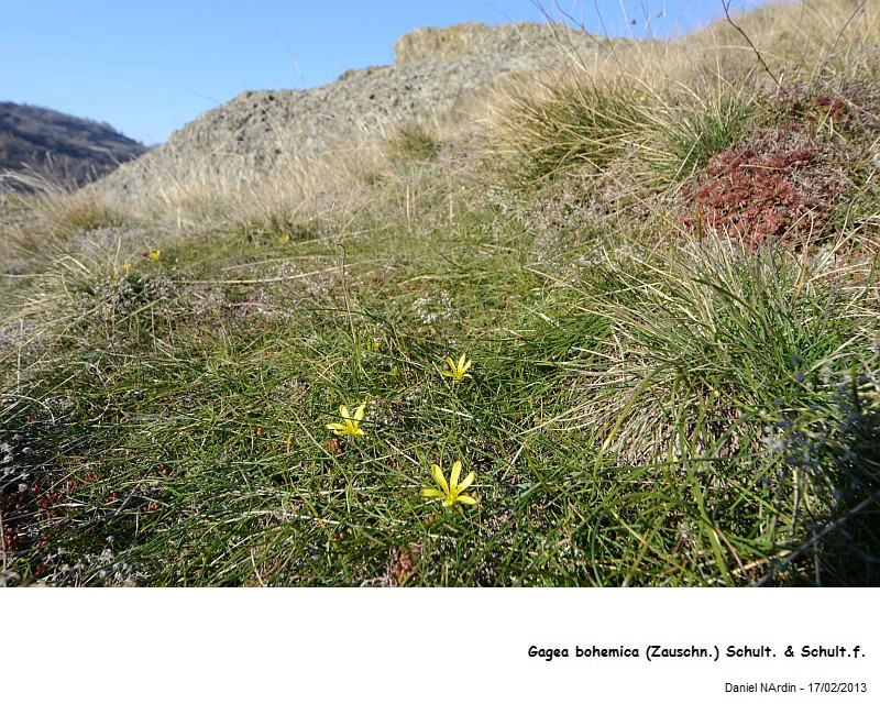 Gagea bohemica (Zauschn.) Schult. & Schult.f. #29996