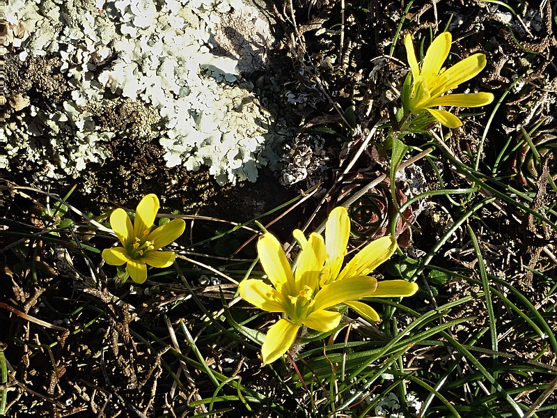Gagea bohemica (Zauschn.) Schult. & Schult.f. #57904