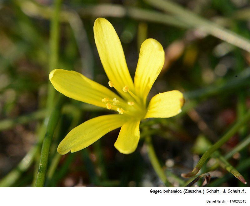 Gagea bohemica (Zauschn.) Schult. & Schult.f. #29999