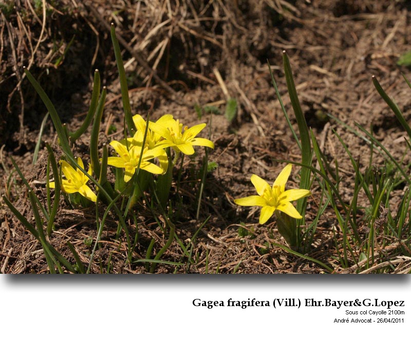 Gagea fragifera (Vill.) Ehr.Bayer&G.Lopez #21902