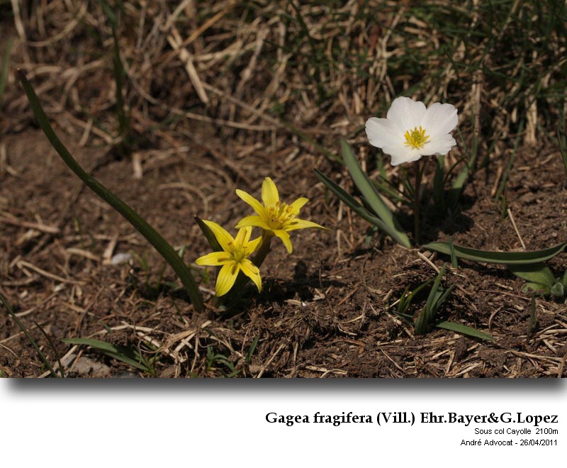 Gagea fragifera (Vill.) Ehr.Bayer&G.Lopez #21903