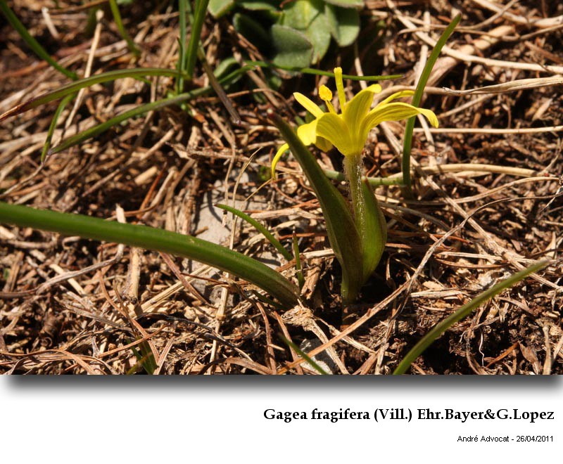 Gagea fragifera (Vill.) Ehr.Bayer&G.Lopez #21905