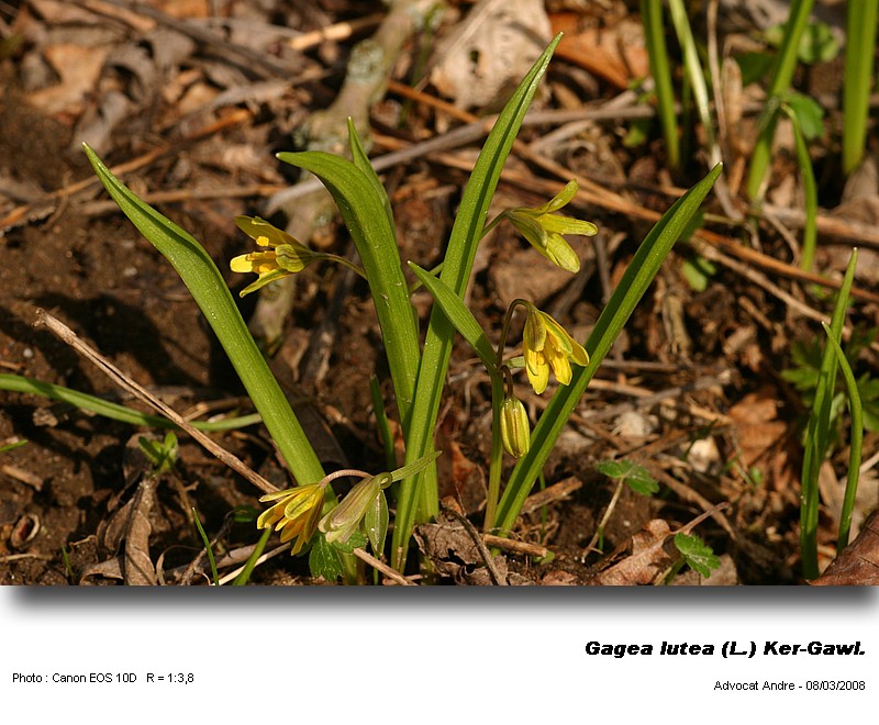 Gagea lutea (L.) Ker-Gawl. (Etoile jaune) #3372