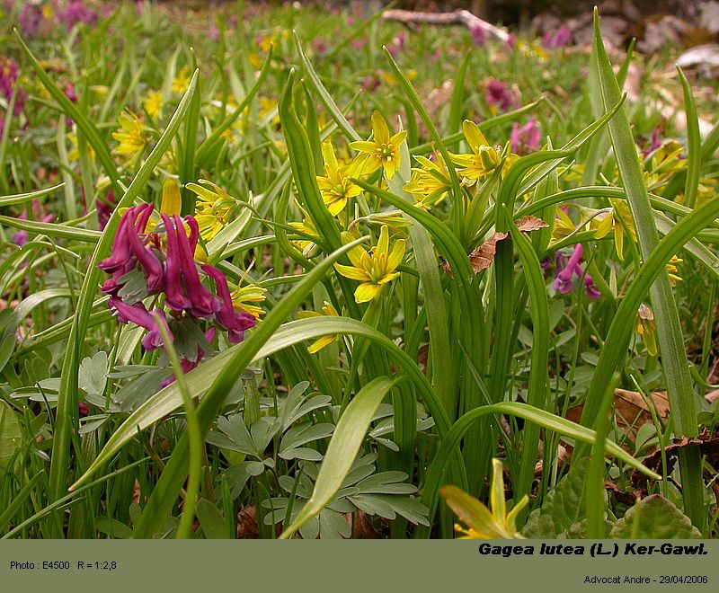Gagea lutea (L.) Ker-Gawl. (Etoile jaune) #3373