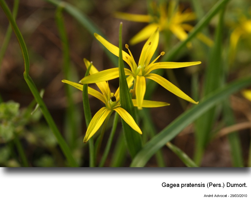 Gagea pratensis (Pers.) Dumort. #15333
