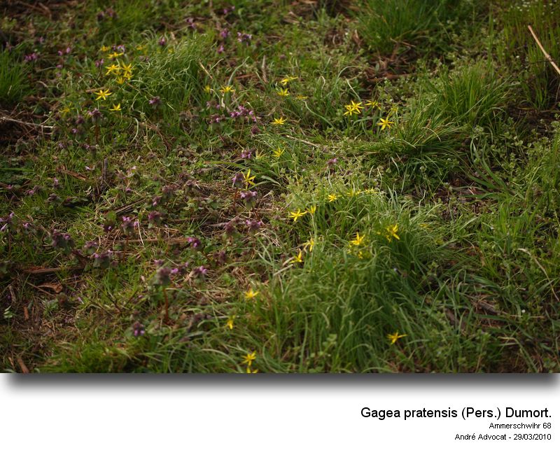Gagea pratensis (Pers.) Dumort. #15331