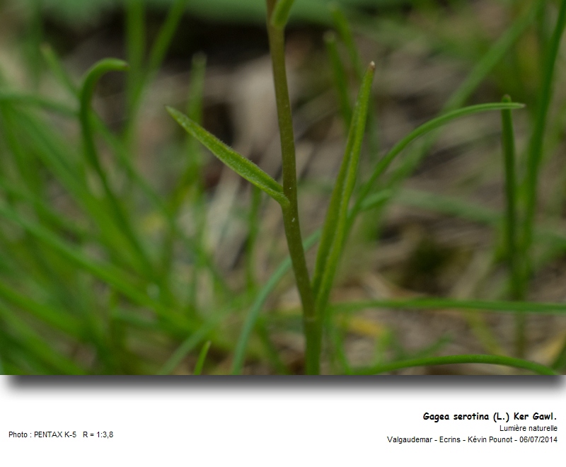 Gagea serotina (L.) Ker Gawl. #38181