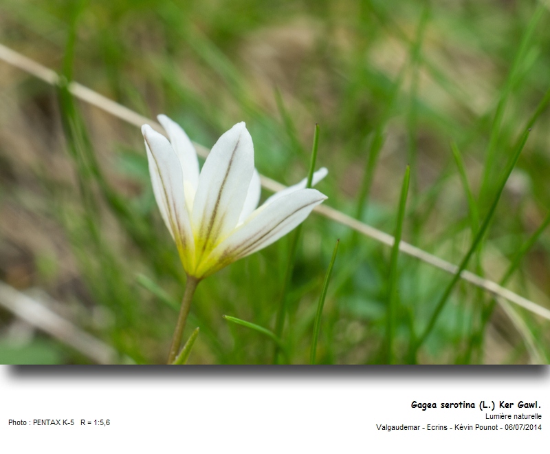 Gagea serotina (L.) Ker Gawl. #38180