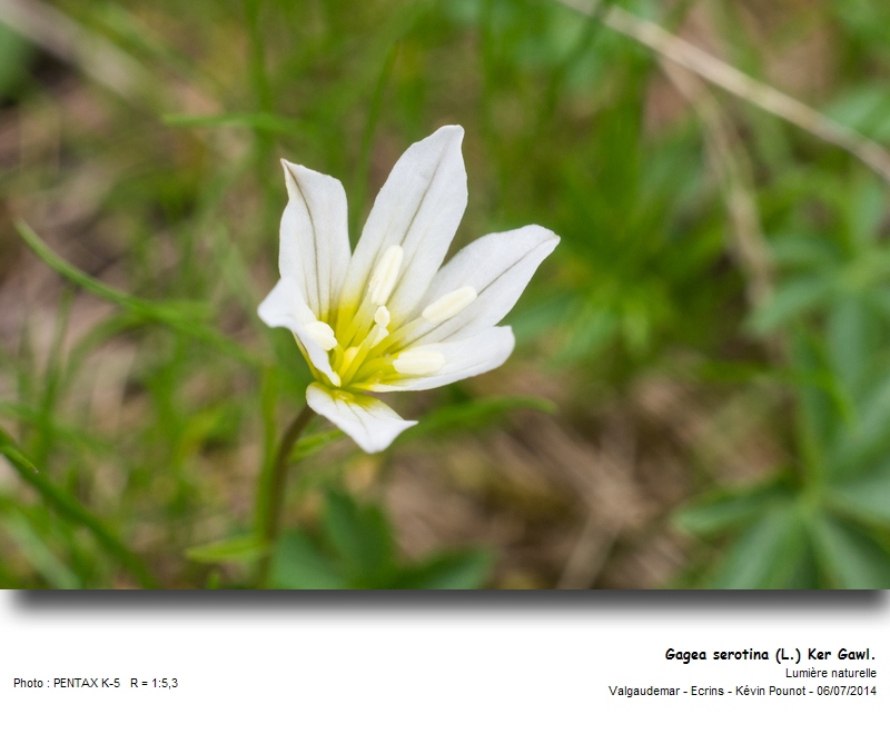 Gagea serotina (L.) Ker Gawl. #38179