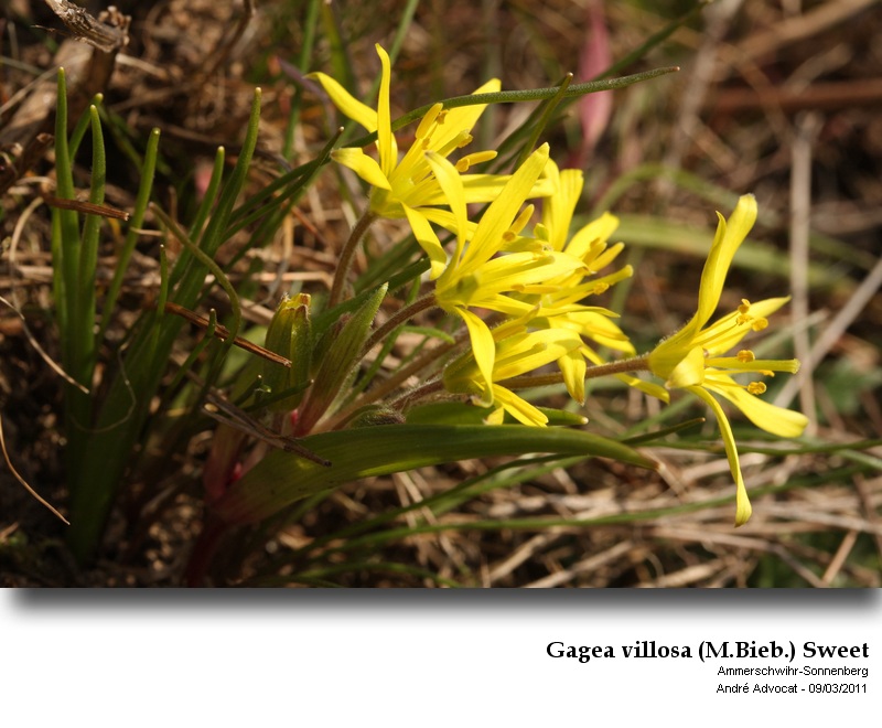 Gagea villosa (M.Bieb.) Sweet #21056