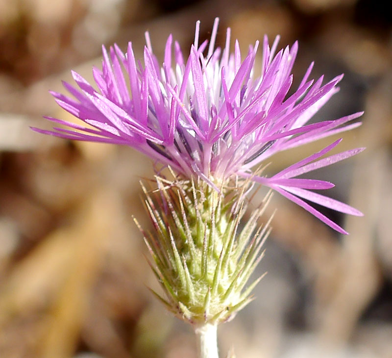 Galactites tomentosus #55555