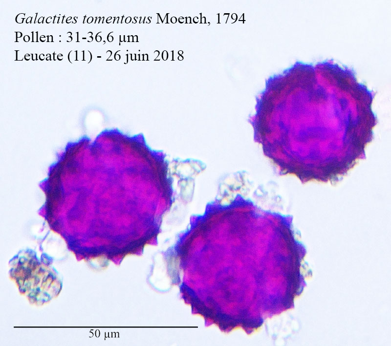 Galactites tomentosus #55561