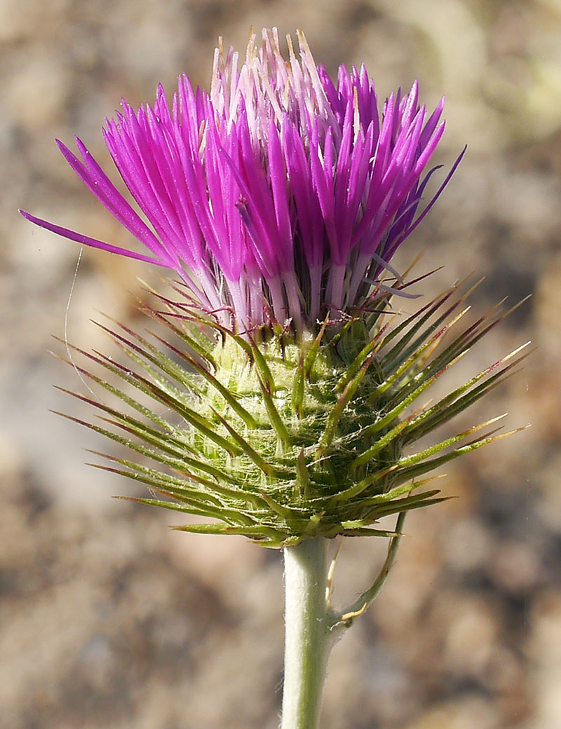 Galactites tomentosus #55557