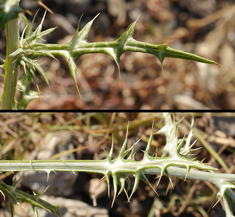 Galactites tomentosus #55554