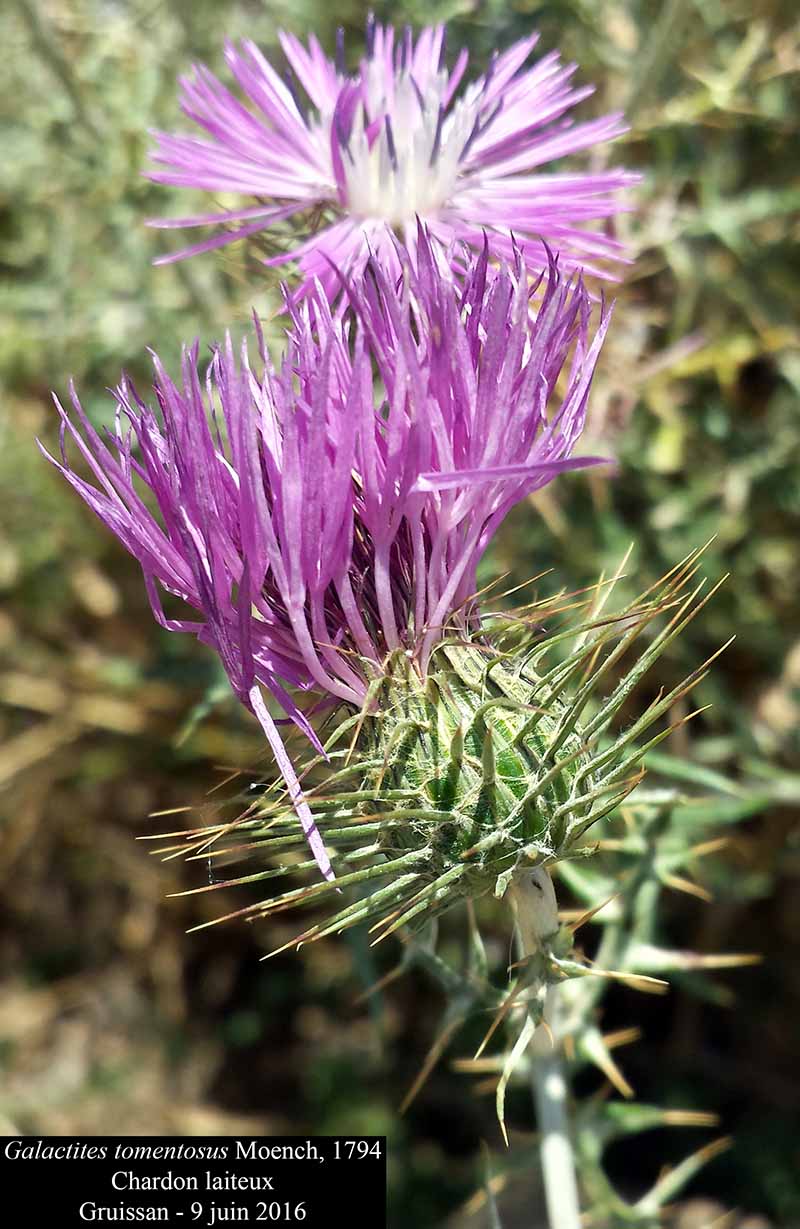 Galactites tomentosus Moench, 1794 #45777