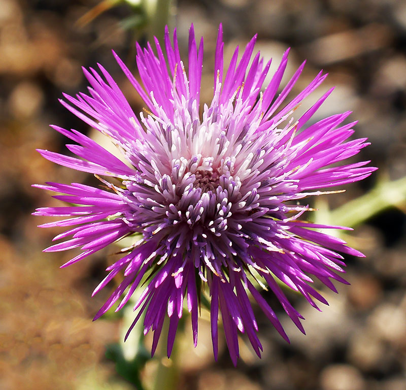 Galactites tomentosus #55556