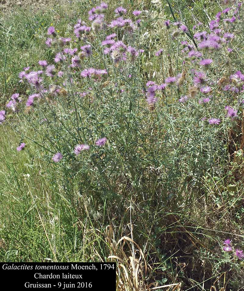 Galactites tomentosus #55553