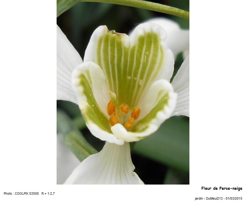 Galanthus nivalis - Perce-neige #40787