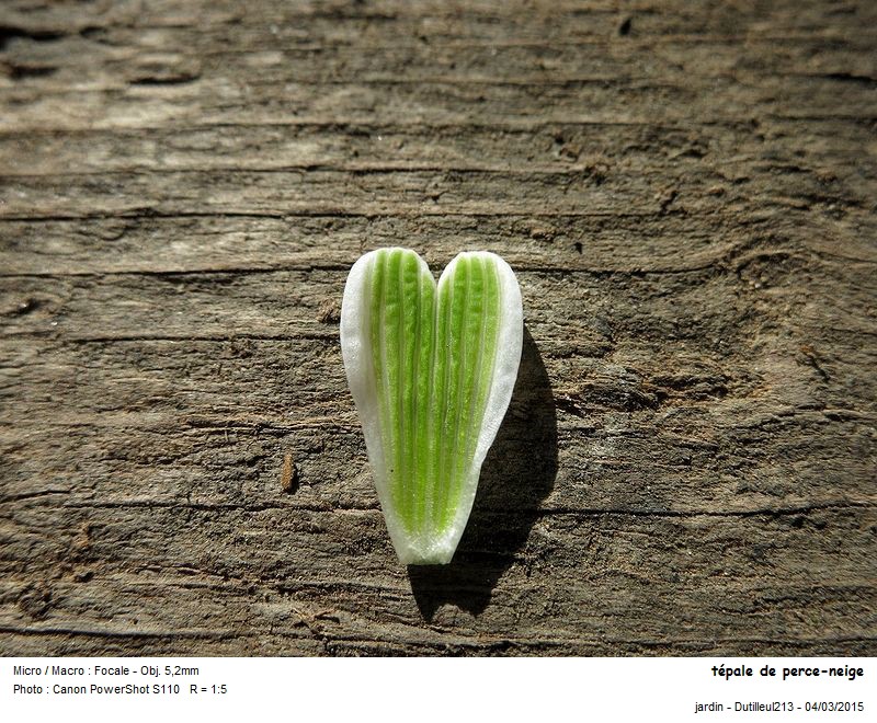 Galanthus nivalis - Perce-neige #40790