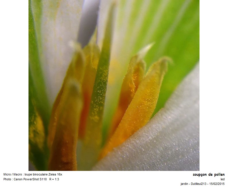 Galanthus nivalis - Perce-neige #40779
