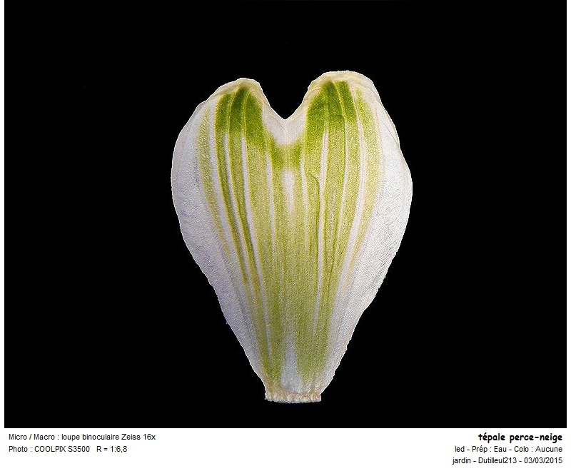 Galanthus nivalis - Perce-neige #40791