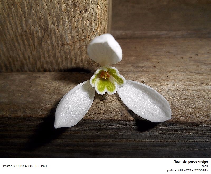 Galanthus nivalis - Perce-neige #40778