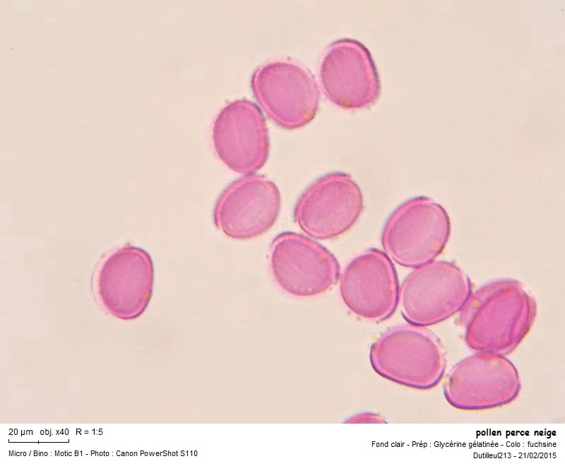 Galanthus nivalis - Perce-neige #40785