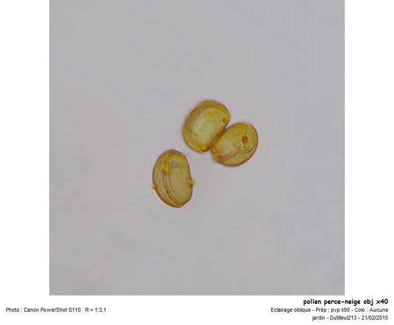 Galanthus nivalis - Perce-neige #40784