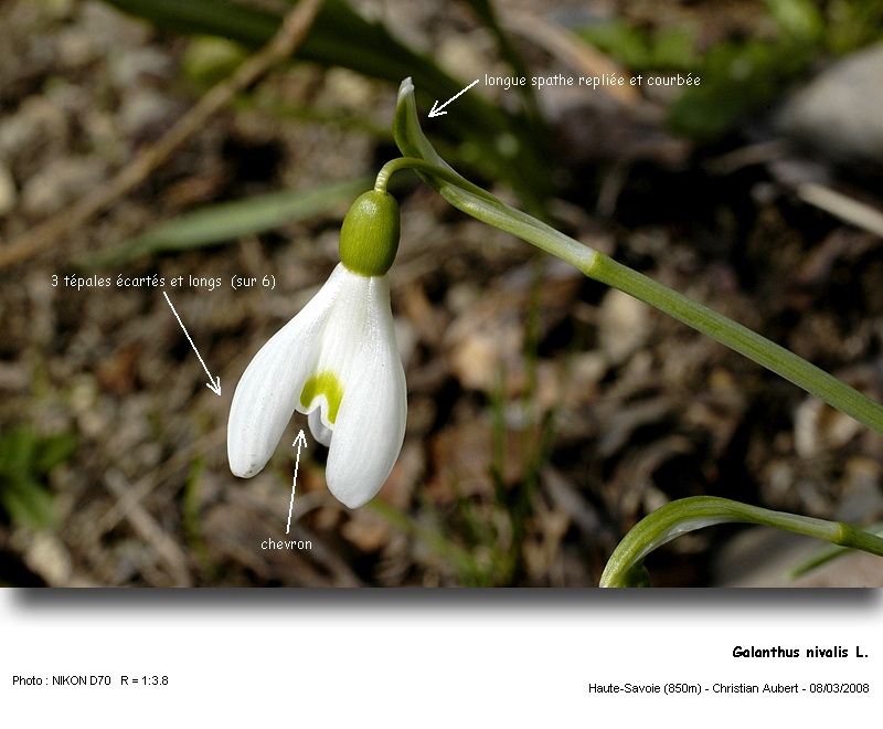 Galanthus nivalis L. - La Perce-Neige (Amaryllidacées) #2746