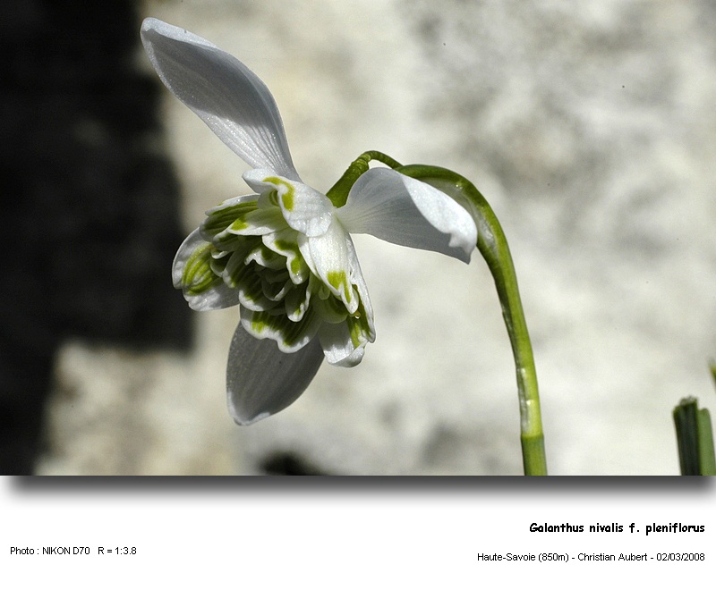 Galanthus nivalis L. - La Perce-Neige (Amaryllidacées) #2748