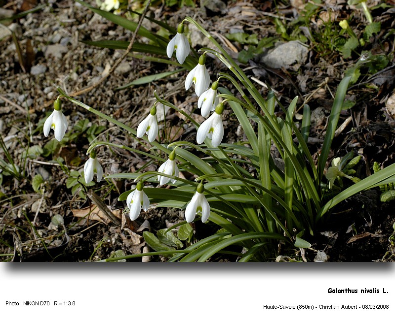 Galanthus nivalis L. - La Perce-Neige (Amaryllidacées) #2745