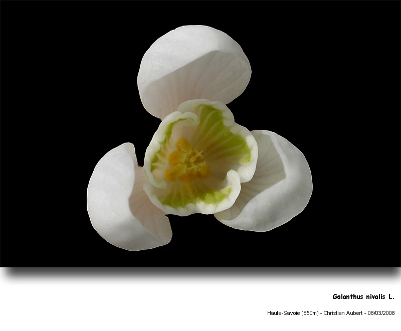 Galanthus nivalis L. - La Perce-Neige (Amaryllidacées) #2747